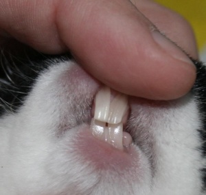 Conejo dientes