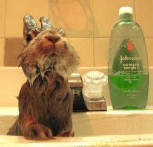 Bañar conejo