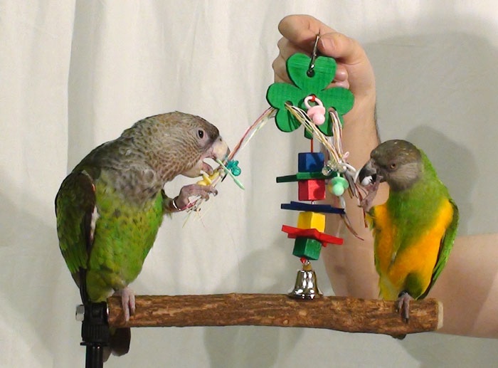 Senegal Parrot Toys 36